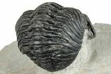 Bargain, Curled Pedinopariops Trilobite - Mrakib, Morocco #287700-5